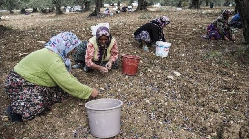 Akdeniz Zeytinyağında İddialı