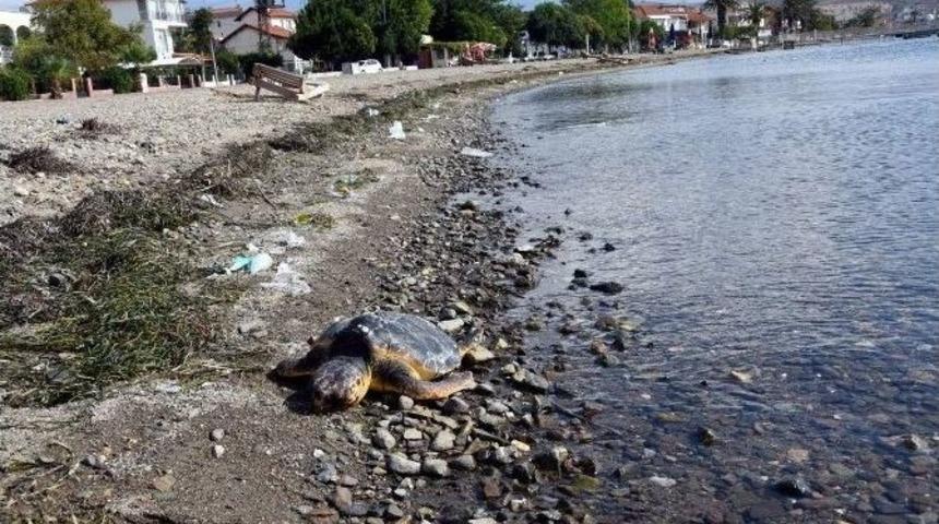 Aliağa Sahillerinde Endişelendiren Caretta Caretta &Ouml;l&uuml;mleri
