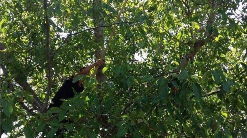 Adilcevaz&rsquo;da Ceviz Hasadı Başladı