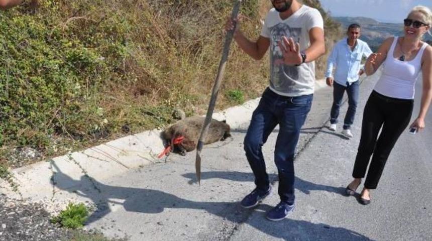 Karayolunda Kamyon &Ccedil;arpan Domuz Telef Oldu