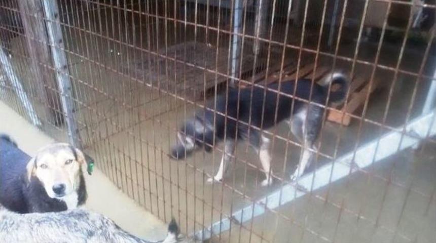 Barınağını Su Bastı