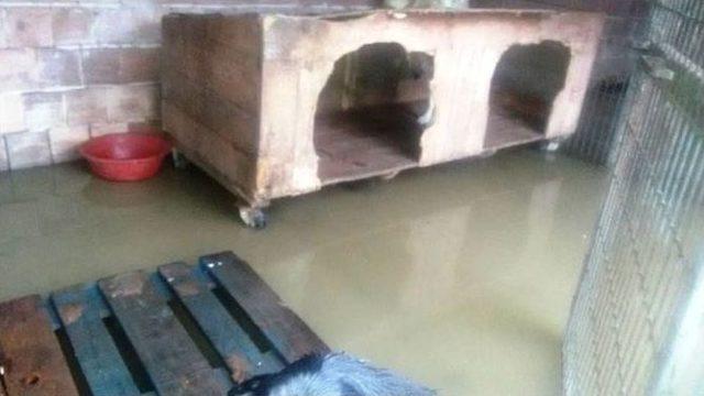 Barınağını Su Bastı 1