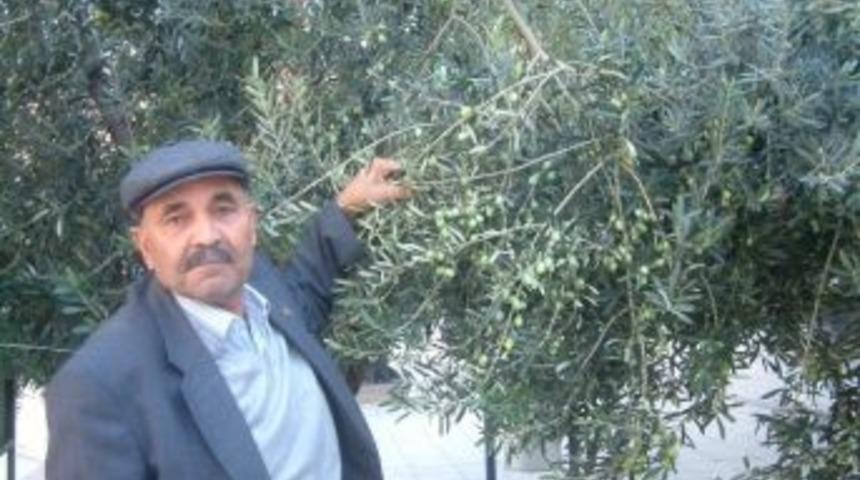 Yağmur Zeytinciyi Sevindirdi