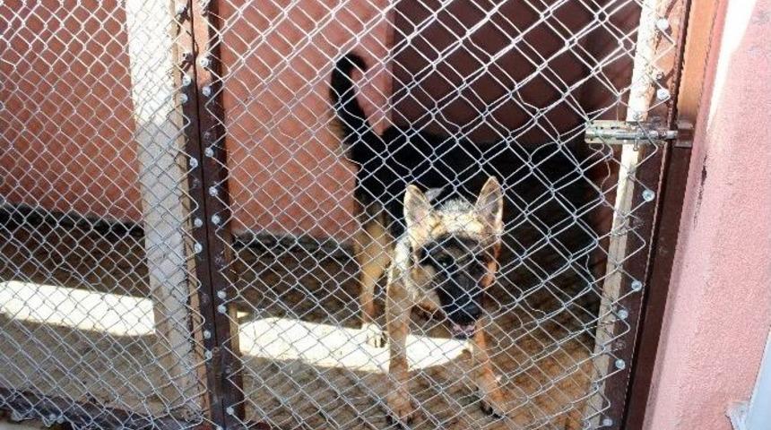 Hayvan Barınağı Sokak Hayvanlarına Yuva Oluyor