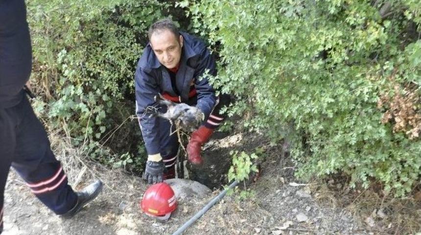 (&ouml;zel Haber) Su Borusundaki Yavru K&ouml;pekleri İtfaiye Kurtardı
