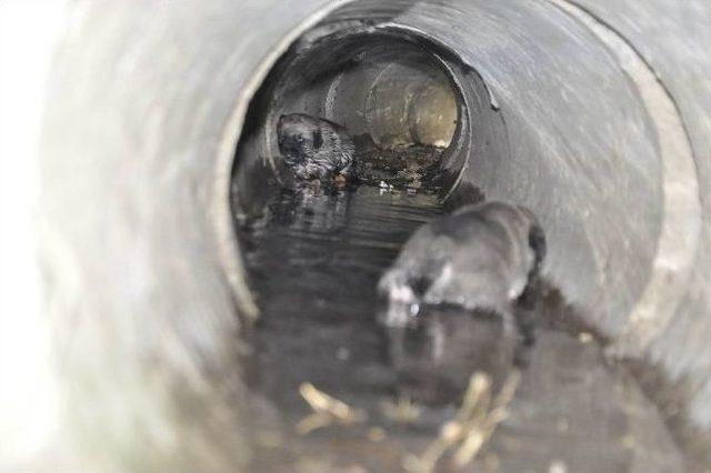 (özel Haber) Su Borusundaki Yavru Köpekleri İtfaiye Kurtardı