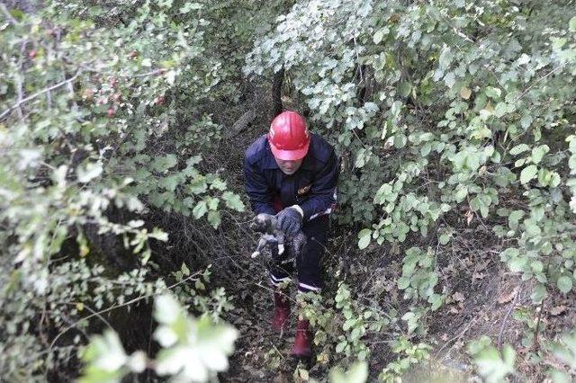 (özel Haber) Su Borusundaki Yavru Köpekleri İtfaiye Kurtardı