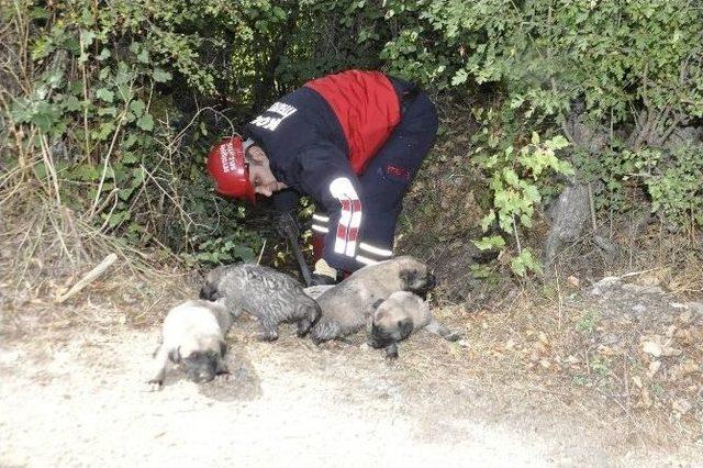 (özel Haber) Su Borusundaki Yavru Köpekleri İtfaiye Kurtardı