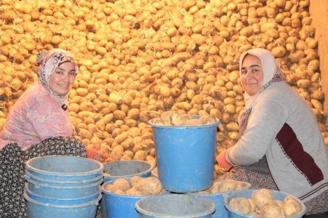 Nevşehir&rsquo;de Yıllık 250 Bin Ton Patates &Uuml;retimi Ger&ccedil;ekleşiyor