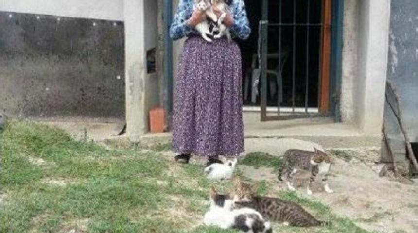 40 Kediyle Birlikte Yaşıyor