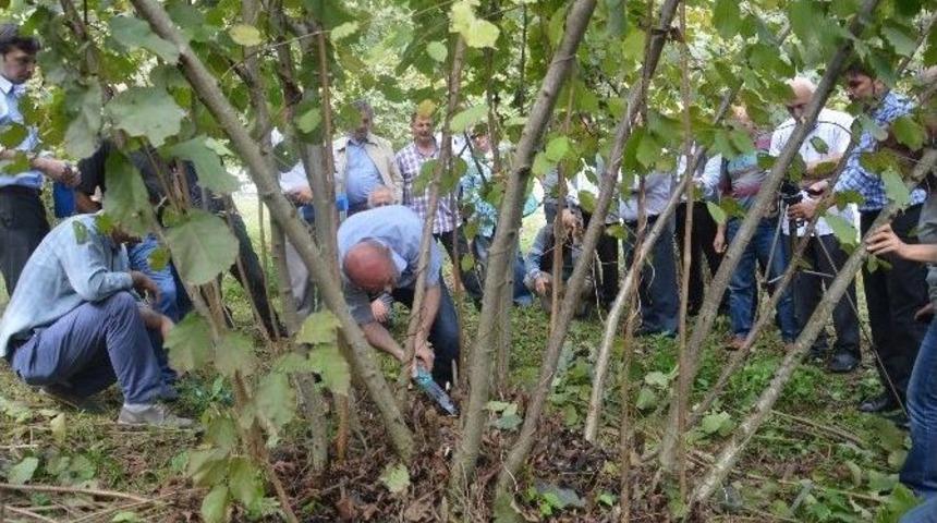 Fındıkta &lsquo;bilimsel Budama&rsquo;