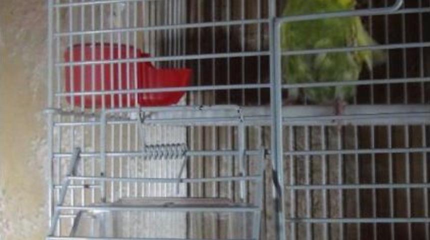 &Ccedil;&ouml;p Evi Temizlemeye Gittiler, A&ccedil; Kalan Muhabbet Kuşunu Beslediler