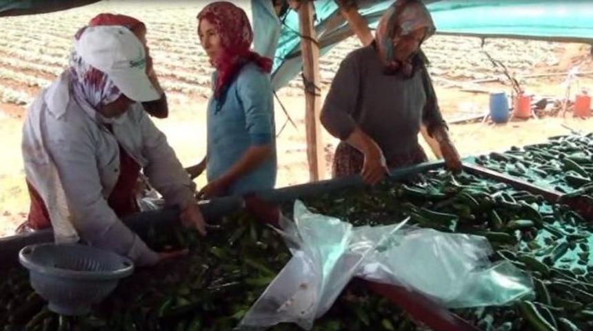 &Ccedil;ift&ccedil;iye Salatalık Piyangosu