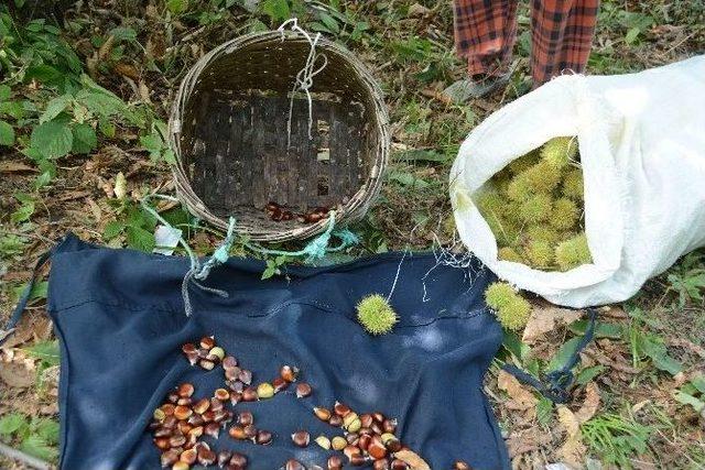 Sinop’ta Kestane Hasadı Başladı