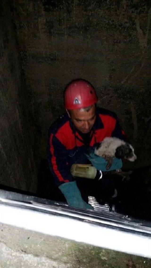 Sulama Kanalına Düşen Yavru Köpeği Itfaiye Kurtardı