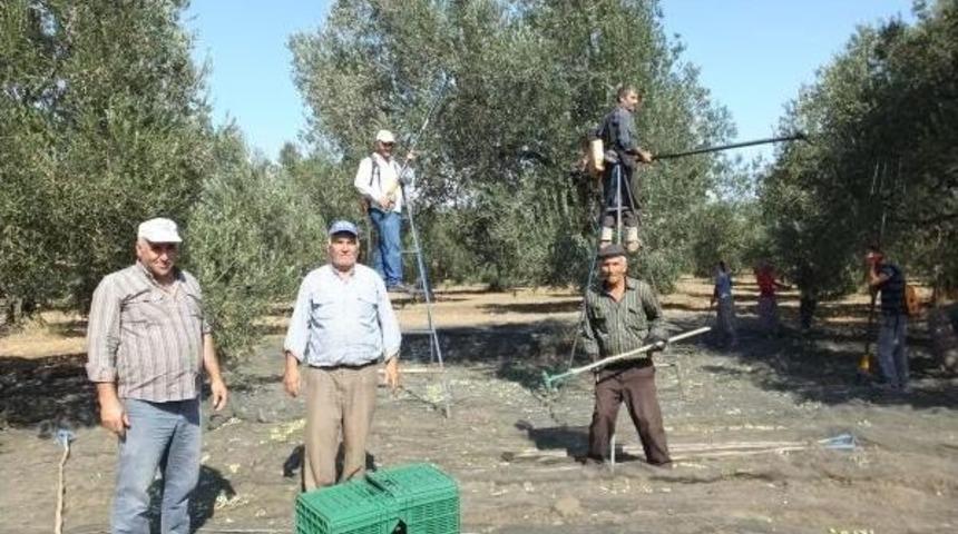 Zeytin Hasadının Başladığı Burhaniye'de Rekoltede Düşüş Bekleniyor