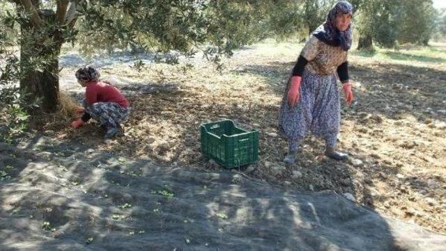 Zeytin Hasadının Başladığı Burhaniye'de Rekoltede Düşüş Bekleniyor