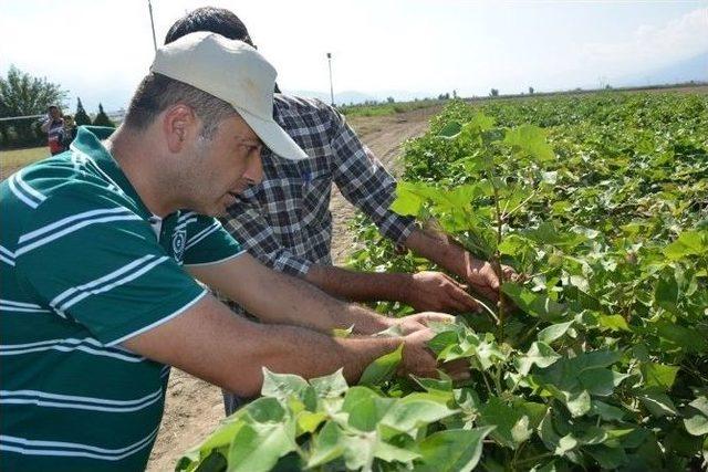 Nazilli’de Pamukta Tarla Günü Yapıldı