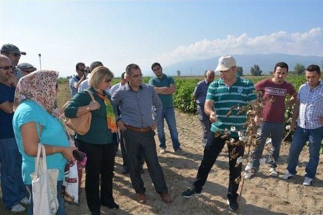 Nazilli’de Pamukta Tarla Günü Yapıldı