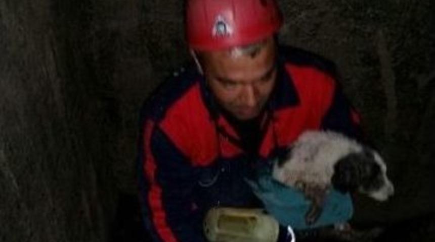 Sulama Kanalına D&uuml;şen K&ouml;peği İtfaiye Kurtardı