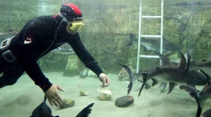 Köpek Balığı Ve Piranalar ’yeşil Diyet’le Ödüllendiriliyor