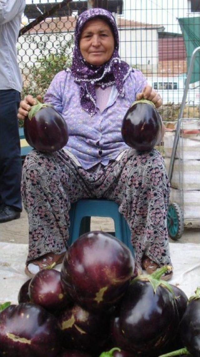 Aegean Villager Produces “Family-Size” Organic Aubergines