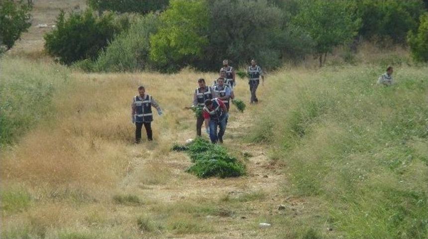 &Ouml;zel Sistemle Sulanan 5 Bin K&ouml;k Hint Keneviri Ele Ge&ccedil;irildi