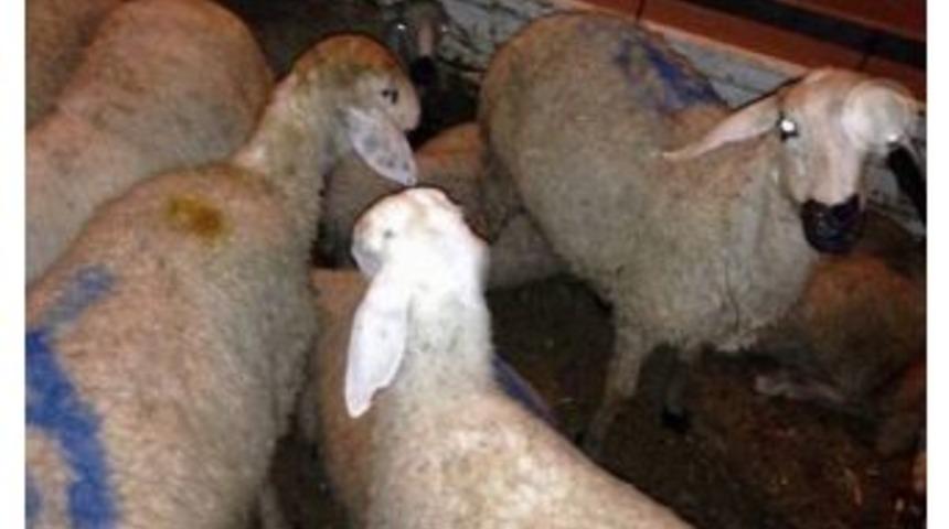 Duisburg Merkez &Uuml;lk&uuml; Ocakalarından Kırşehir&rsquo;de Bulunan T&uuml;rkmenlere Yardım