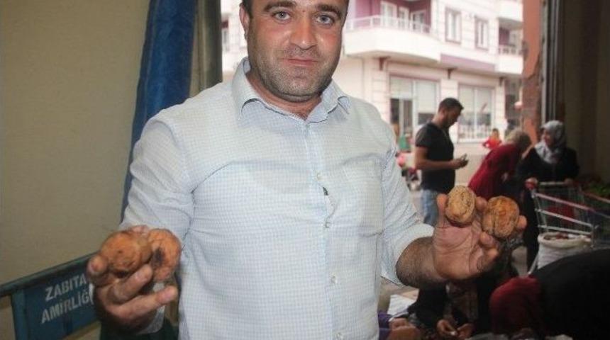 Bilecik&rsquo;te Taze Ceviz Pazarda Yerini Aldı