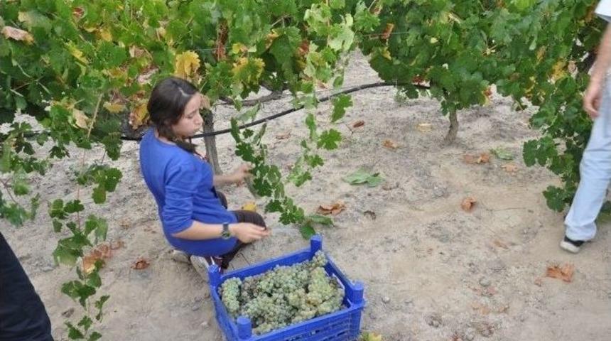 &Uuml;rg&uuml;p&rsquo;te Bağbozumu Yapıldı