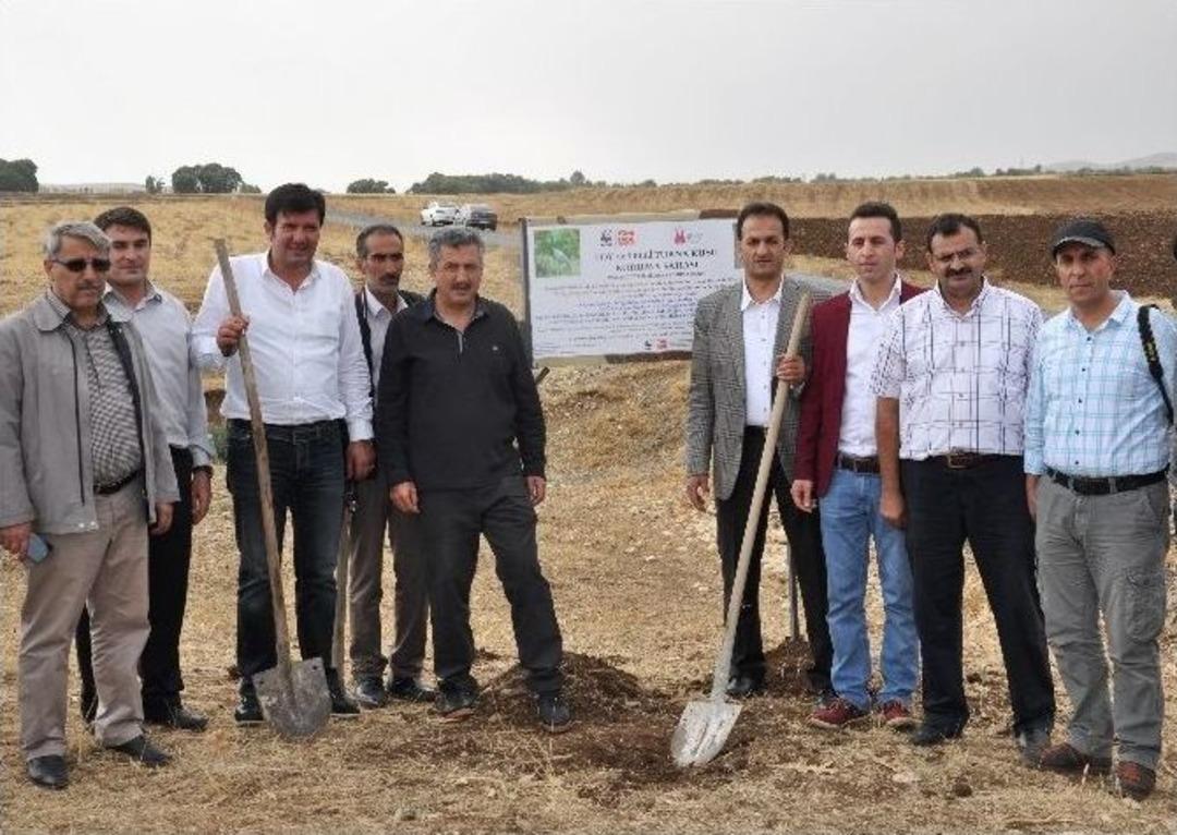 (&ouml;zel Haber) Telli Turna Ve Toy Kuşları İ&ccedil;in &Ccedil;alışma