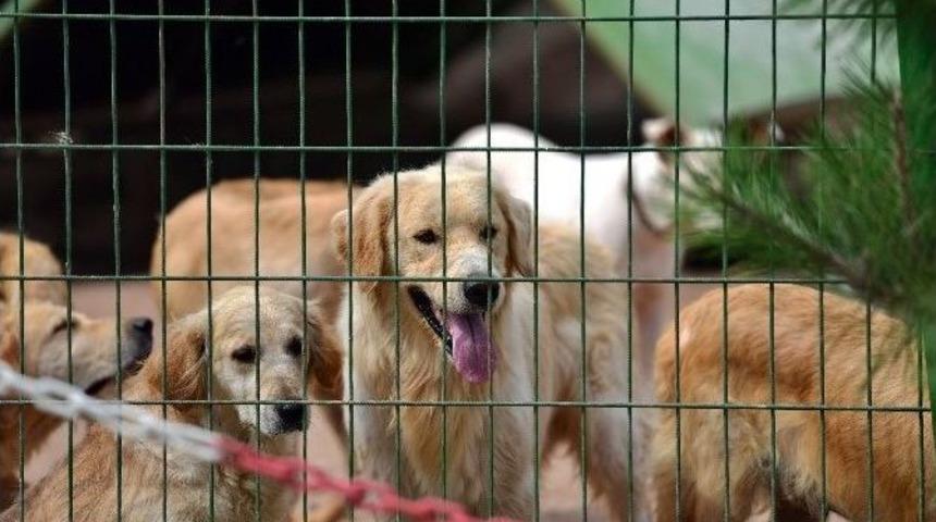 Yıldırım Belediyesi&rsquo;nden "hayvan Satın Almayın, Sahiplenin" &Ccedil;ağrısı