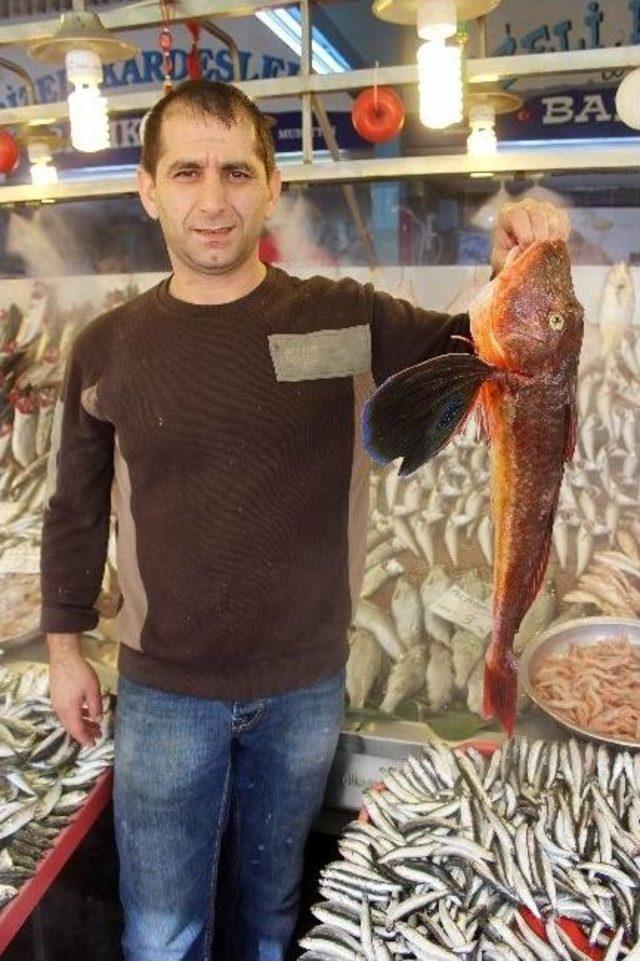 Balık Pazarında Kurbandan Sonra İlk Hareketlilik 1