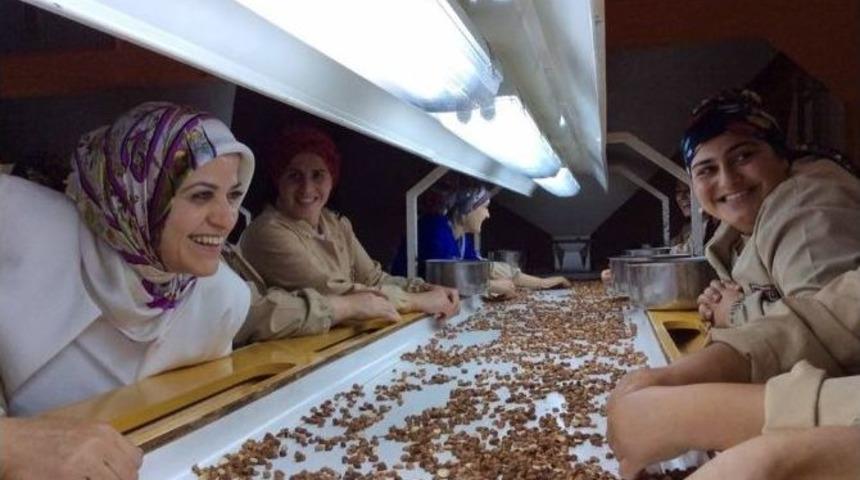 Ak Parti Milletvekili K&ouml;seoğlu Peştamalı Bağladı İnekleri Sağdı