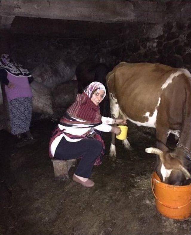 Ak Parti Milletvekili Köseoğlu Peştamalı Bağladı İnekleri Sağdı