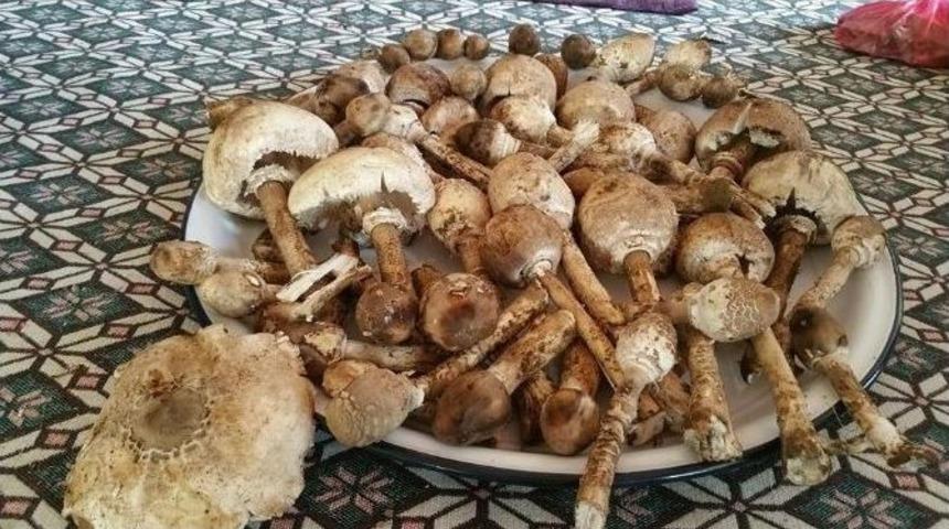 Aydın&rsquo;da Mantar Sezonu Başladı