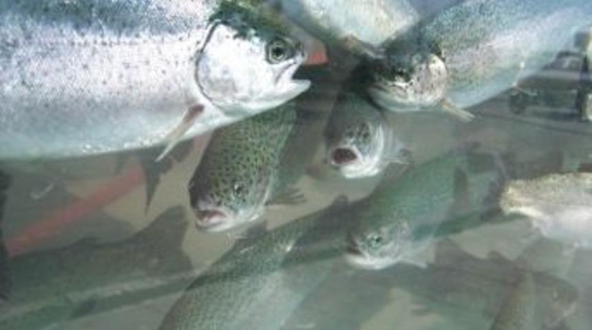 Doğal Alabalık Avı 1 Mart&rsquo;a Kadar Yasaklandı