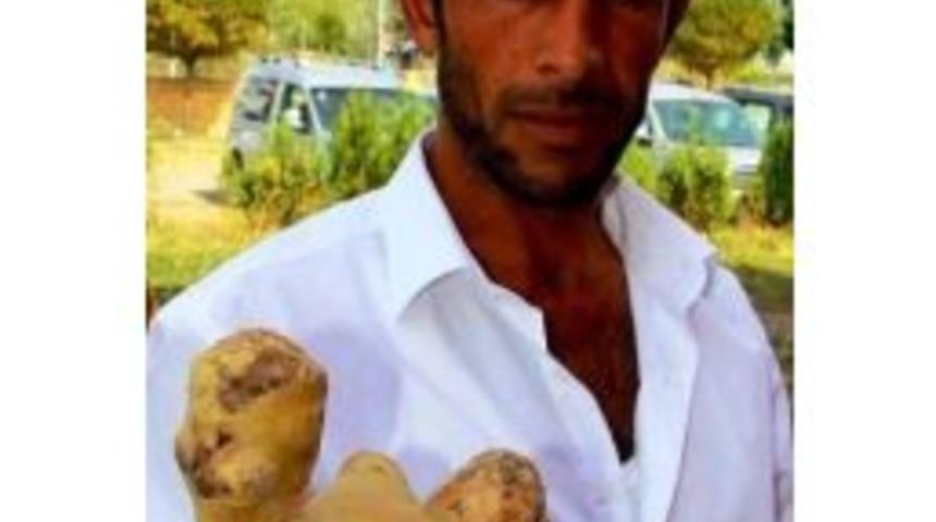 Erciş&rsquo;te Bir Garip Patates