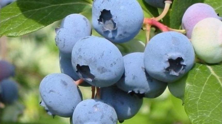 Doğu Karadeniz Bölgesi Üzümsü Meyve Üretiminde Yüzde 3’lük Paya Sahip