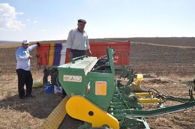 Sorgun’da Hububat Ekimi Başladı