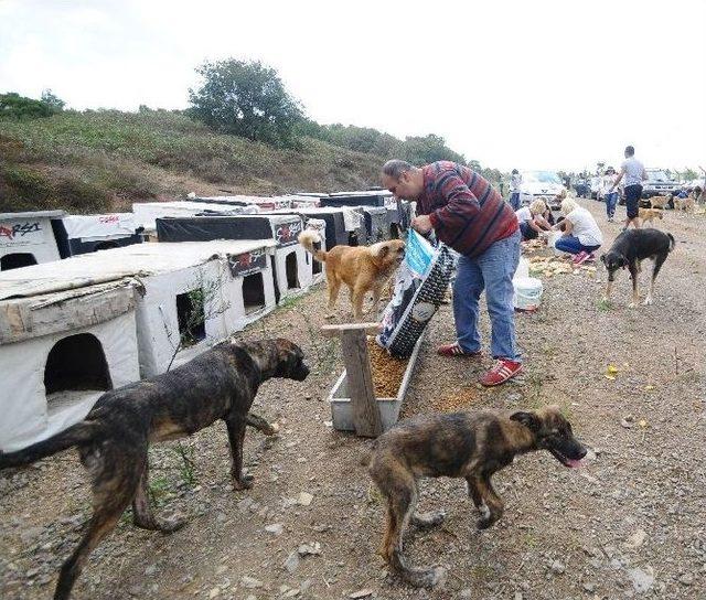 Tavport.com&rsquo;dan Sokak Hayvanlarına Destek 1