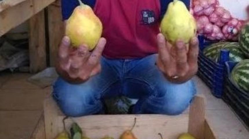 Yerli Armut Reva&ccedil;ta