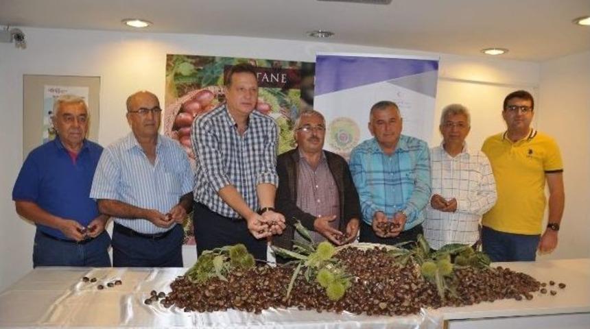 Aydın&rsquo;da Sezonun İlk Kestanesi Borsaya Teslim Edildi