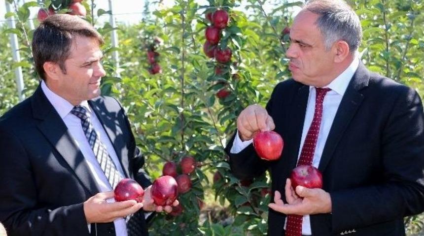 Yahyalı&rsquo;da Elma Hasadı Başladı