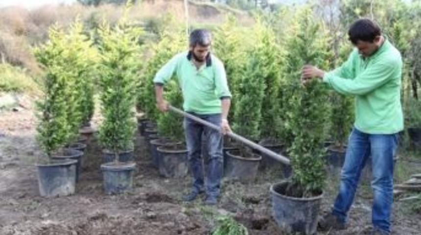 Başiskele Belediyesi Seralarında Üretim Sürüyor