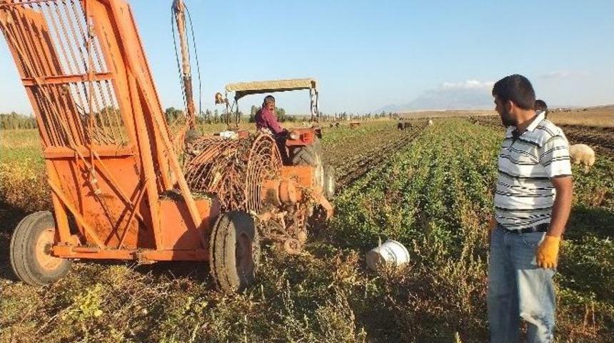 Pancar S&ouml;k&uuml;m&uuml; Başladı