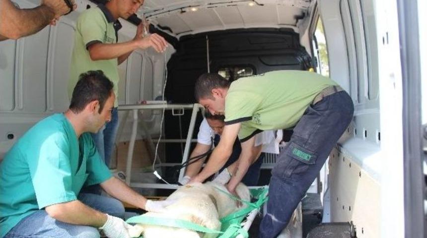Gaziantep&rsquo;te İlk Hayvan Ambulansı Hizmete Girdi