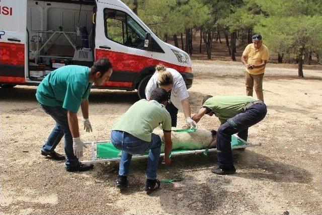 Gaziantep’te İlk Hayvan Ambulansı Hizmete Girdi