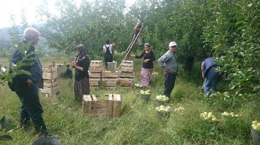 Kazdağlarında Elma İmecesi