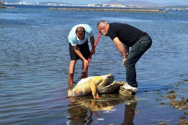 ’caretta Caretta’yı Kurşunladılar